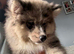 Adorable male puppy chow chow /husky