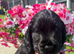Stunning show cocker spaniels