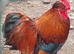 Cockerels in need of new homes