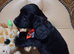 Only 1 gorgeous kc Cocker spaniel puppy left