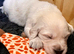 Exceptional Golden Retriever puppies