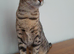 Full Pedigree TICA Registered Savannah Girl Cat