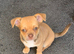 Chihuahua little boy