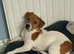 Male Jack Russell