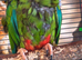 Mature Blue winged macaw