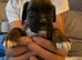 Gorgeous K.C boxer pups for sale