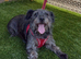 4 year old cocker x Schnauzer girl