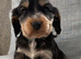 1 Girl and 1 Boy left Show Cocker Spaniel Puppies