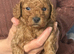 3 Toy Cockapoo Puppies Looking for Forever Homes!