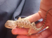 2 week old beared dragons