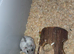 Hamster