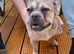 French bulldog Cross terrier