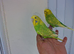super silly hand tamed baby budgies