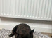 female 7 year old french bulldog