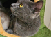 BSH munchkin