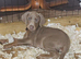 STUNNING KC Registered DOBERMANN PUPPIES from Champion Bloodlines