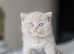 Beautiful British Shorthair Kittens