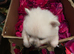 Cream  female pomeranian puppies