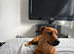 Rolo 7months