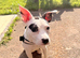 American staffy