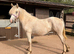 Stunning yearling filly