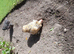 Millefleur Pekin chicken