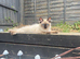 Ragdoll kitten