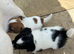 I Jack russell puppies