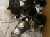 Tabby/domestic Kittens