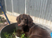 meet Rosie x