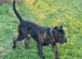 My beautiful dog for sale
