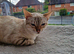 Female snow linx bengal