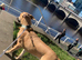 CANE CORSO CROSS LUCHER