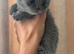 BRITISH SHORT HAIR KITTENS