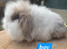 Superfluffy baby bunnies teddywidders