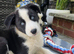 Border Collie cross Husky