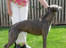 LURCHER BITCH