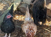 Serama females
