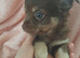 Long Coat Chihuahua puppies