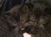 Ragdoll Cross Egyptian Mau Cross Kittens