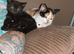 Two female kittens