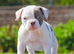 Olde English bulldog puppies !!