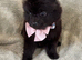 Beautiful Merrill puppies