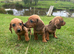 Dachshund dash puppies red dapple