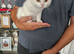 Beautiful 12 week old white male kitten