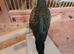 Blackface/blackwing Budgies