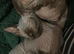 Gorgeous black Canadian Sphynx kitten