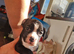 Last male bullweiler left