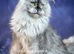 TICA registered Maine coon kittens READY NOW