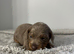 Miniature Dachshund